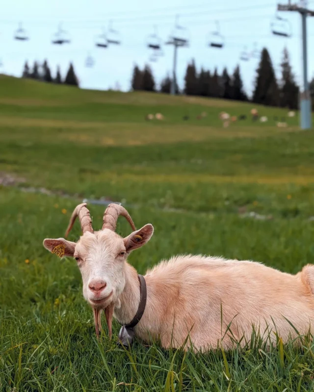 Alpine vibes 🐐😀

#happychappy #frenchalps #goatlife #portesdusoleil