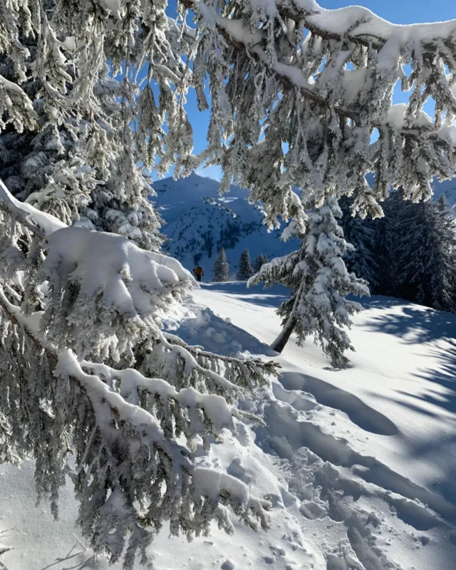 Winter is coming!❄️

Did you know the lifts are scheduled to open from Friday 13th December in Avoriaz. 

Are you tempted to book an early season ski break? 

We are fully booked in Chalet Les Gentianes and Chalet Le Milan Noir for Sat 14th December week but we still have availability for a 7 night stay in Blue Bird Lodge arriving Saturday 14th December. 

You can see prices and availability on our website or contact us for more information ⬇️

info@mountainspaces.com 

#earlybirdskiers #mountainspaces #morzineskiing #winterescape #selfcateredchalet #bluebirdlodge #skiing #frenchalps