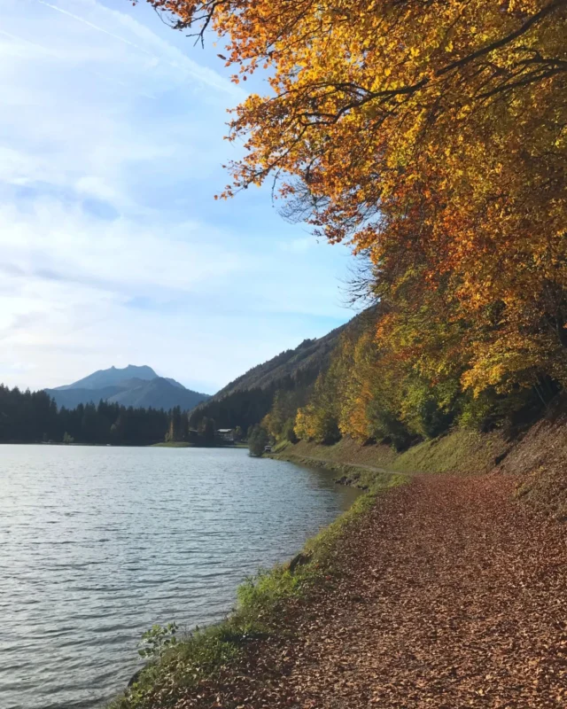 Hello Autumn 🍁 

We love watching the trees change colour at this time of year. 

#lacdemontriond #morzine #helloautumn #mountainholiday #mountainspaces #frenchalps