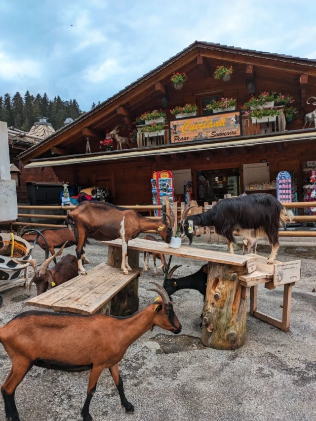 Have you been to the Goat Village in Les Lindarets? 

It’s a lovely spot just above Montriond, and easy to reach via the Ardent télécabine. 

The village is full of friendly goats, and local shops even sell small bags of food so you can feed them 🐐

You can also discover the Brochaux waterfall while you're up in Lindarets which is a 30 minute walk from the village.  

Stop by Montriond lake on the way home for an ice cream and dip 🍦💦

A lovely day out whilst on your holiday in Morzine this summer 🌞 

#summerinmorzine #Morzine #lindaretsvillagedeschevres #montriondlake #portesdusoleil #summerinthealps