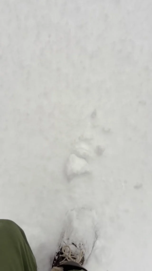 Still going strong at #chaletlemilannoir and another 20cm plus forecast over the next 24hours.